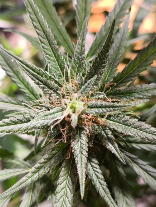 OUTDOOR GROWBOX 1 (5.+5.1+6.+7). Week 30
