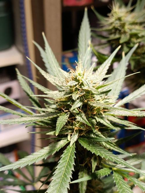 OUTDOOR GROWBOX 1 (5.+5.1+6.+7). Week 30 - - Wo. 31
