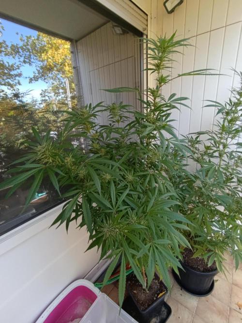 OUTDOOR GROWBOX 1 (5.+5.1+6.+7). Week 30