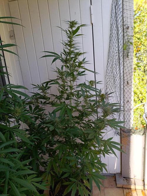 OUTDOOR GROWBOX 1 (5.+5.1+6.+7). Week 30