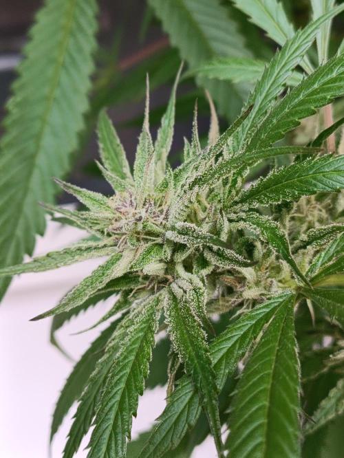 OUTDOOR GROWBOX 1 (5.+5.1+6.+7). Week 30
