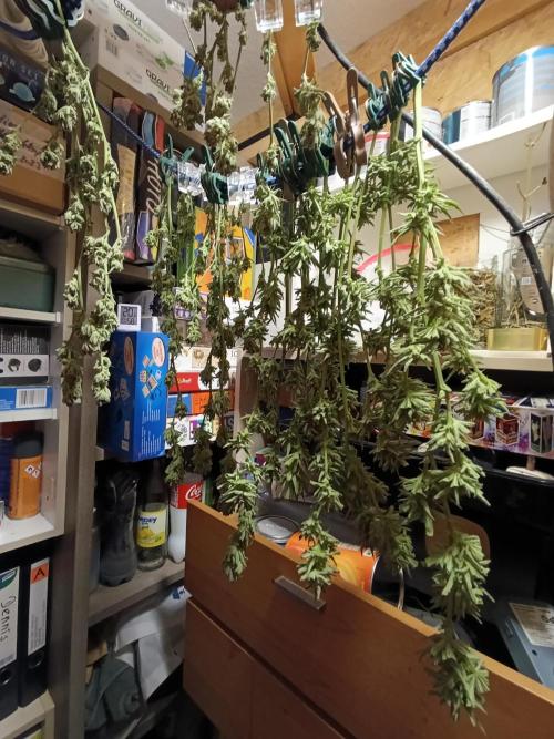 OUTDOOR GROWBOX 1 (5.+5.1+6.+7). Week 30 - ERNTEZEIT!!!