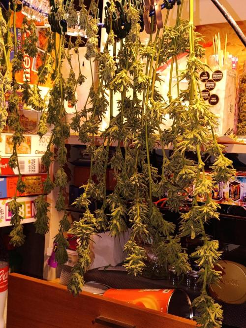 OUTDOOR GROWBOX 1 (5.+5.1+6.+7). Week 30