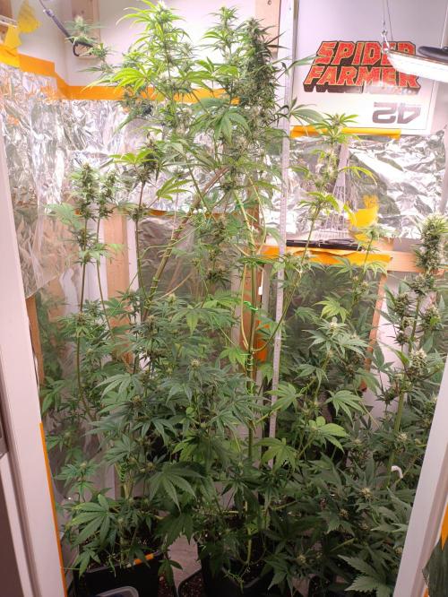 GROWBOX 3 (14.+15.+16.). Week 8