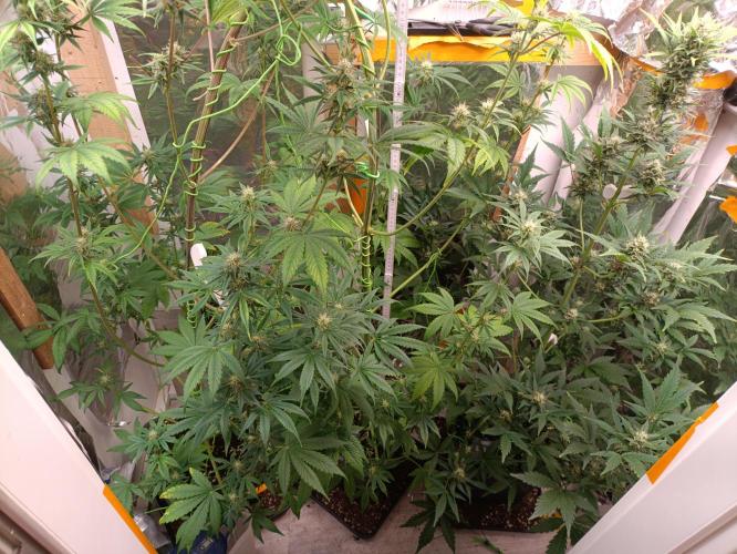 GROWBOX 3 (14.+15.+16.). Week 8
