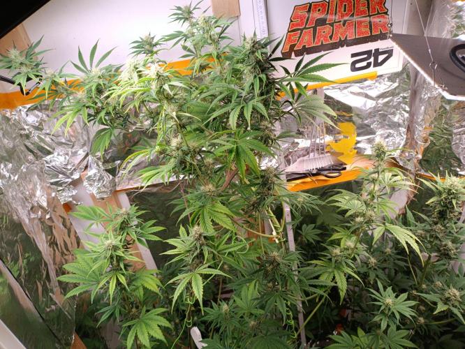 GROWBOX 3 (14.+15.+16.). Week 8