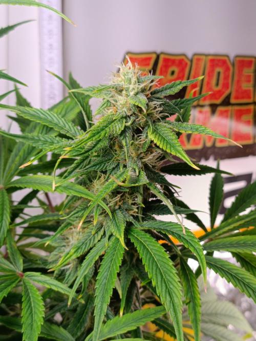 GROWBOX 3 (14.+15.+16.). Week 8