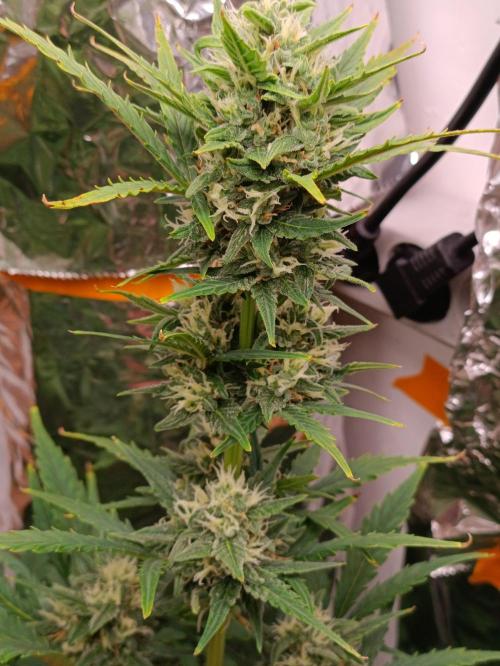 GROWBOX 3 (14.+15.+16.). Week 8