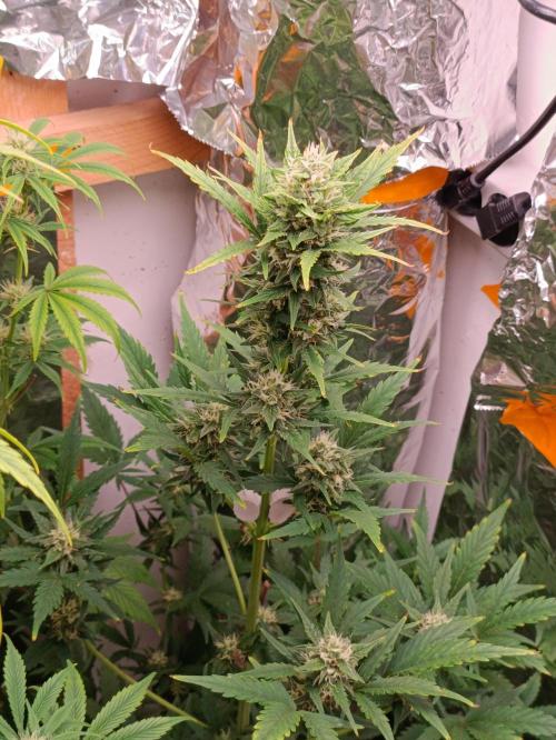GROWBOX 3 (14.+15.+16.). Week 8