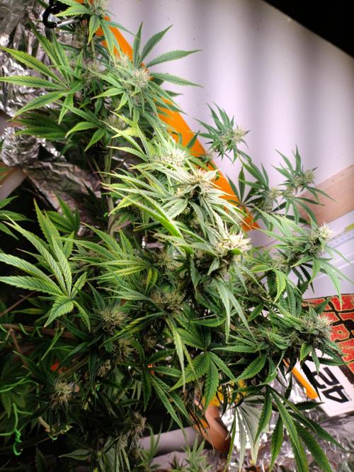 GROWBOX 3 (14.+15.+16.). Week 8