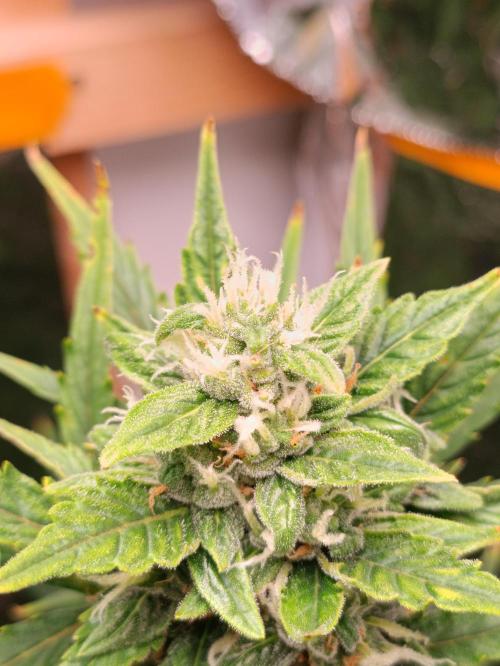 GROWBOX 3 (14.+15.+16.). Week 8