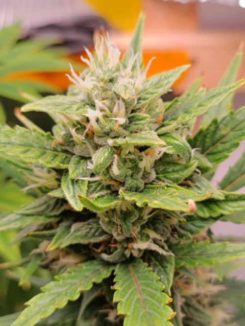 GROWBOX 3 (14.+15.+16.). Week 8 - SMOOTHIE Auto (42 Fast Buds)