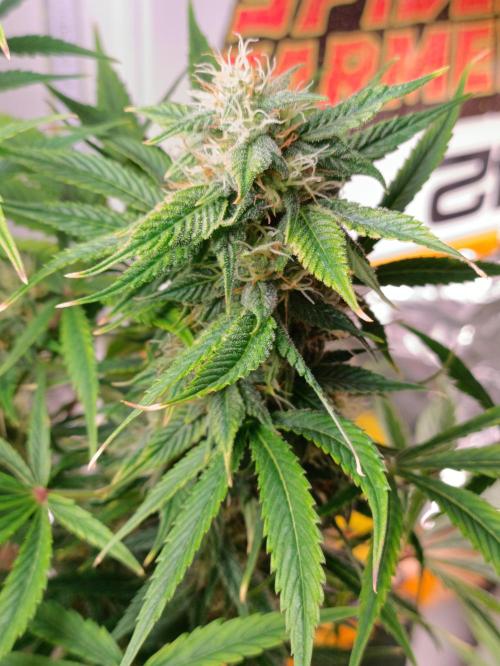 GROWBOX 3 (14.+15.+16.). Week 8 - LEMON HAZE Auto (Kannabia)