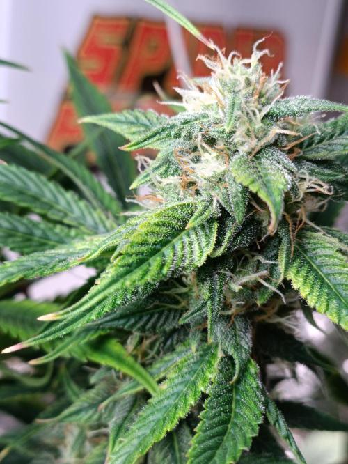 GROWBOX 3 (14.+15.+16.). Week 8