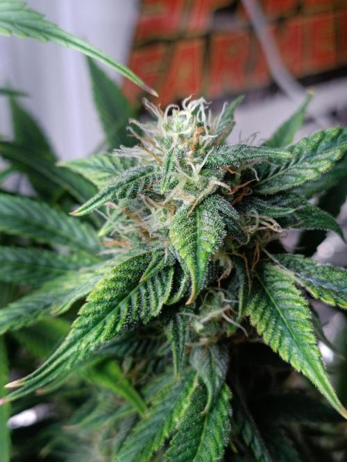 GROWBOX 3 (14.+15.+16.). Week 8
