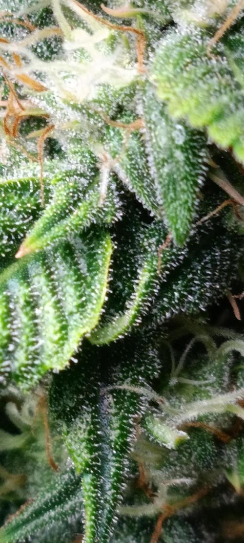 GROWBOX 3 (14.+15.+16.). Week 8