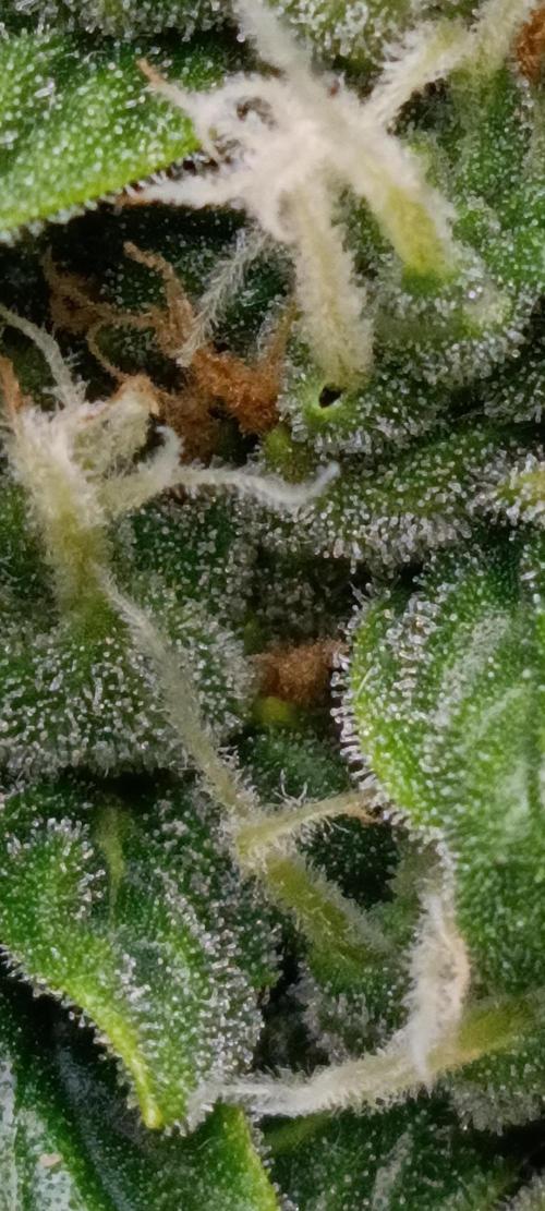 GROWBOX 3 (14.+15.+16.). Week 8