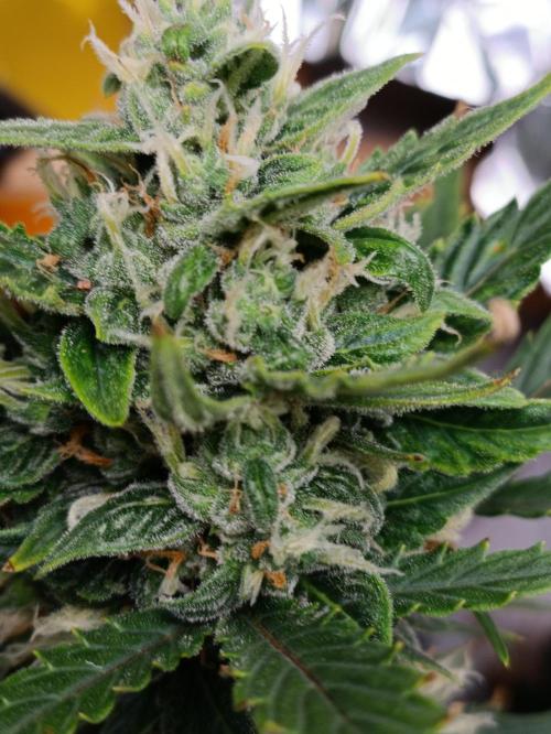 GROWBOX 3 (14.+15.+16.). Week 8