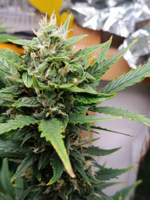 GROWBOX 3 (14.+15.+16.). Week 8