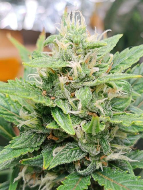 GROWBOX 3 (14.+15.+16.). Week 8
