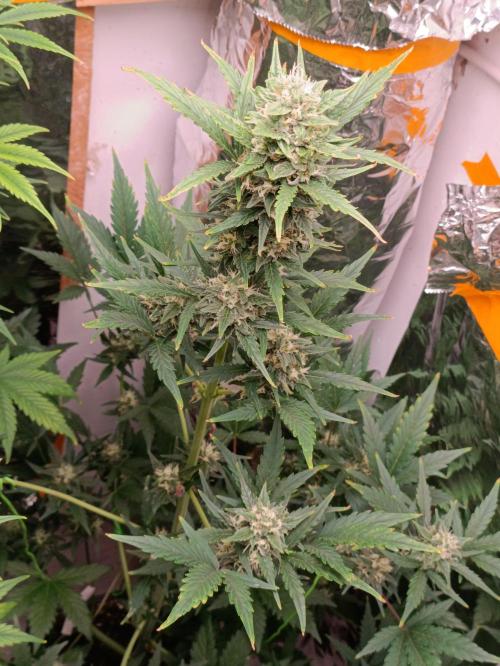 GROWBOX 3 (14.+15.+16.). Week 8
