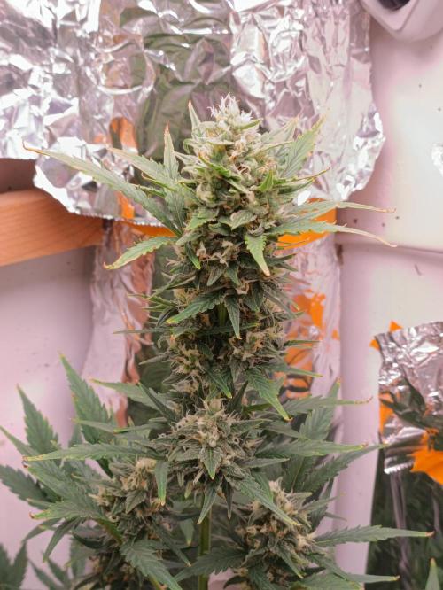 GROWBOX 3 (14.+15.+16.). Week 8