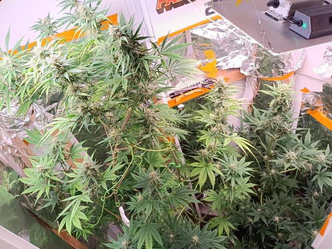GROWBOX 3 (14.+15.+16.). Week 8