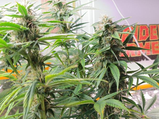 GROWBOX 3 (14.+15.+16.). Week 8