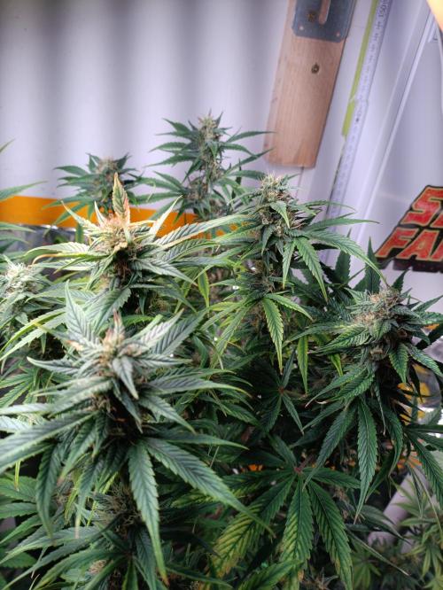 GROWBOX 3 (14.+15.+16.). Week 9