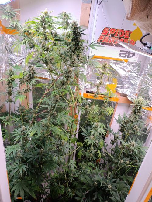 GROWBOX 3 (14.+15.+16.). Week 9