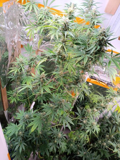 GROWBOX 3 (14.+15.+16.). Week 9