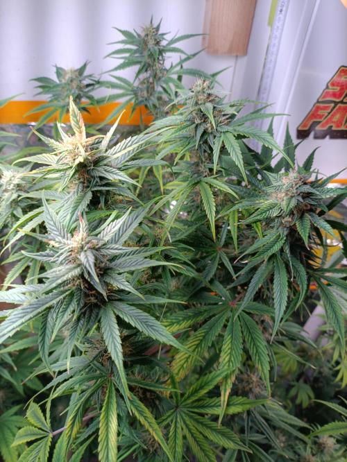 GROWBOX 3 (14.+15.+16.). Week 9