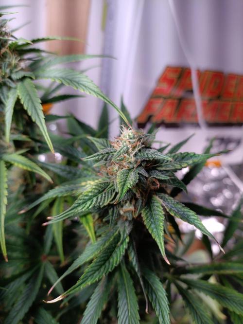 GROWBOX 3 (14.+15.+16.). Week 9