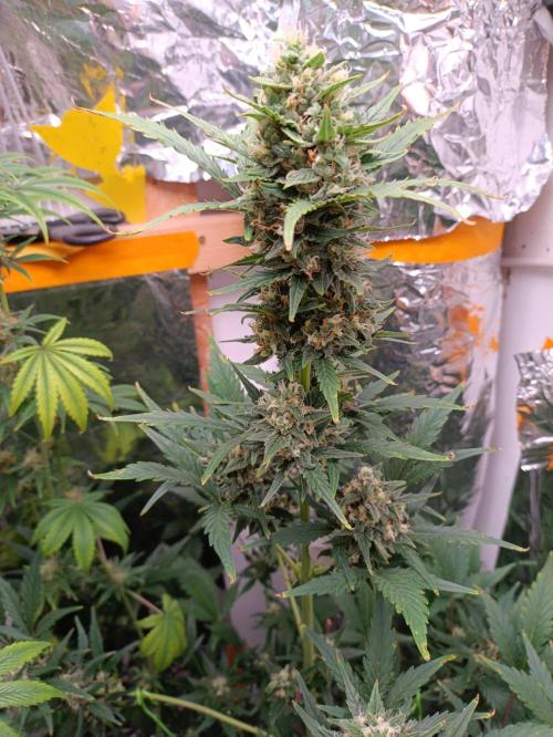 GROWBOX 3 (14.+15.+16.). Week 9