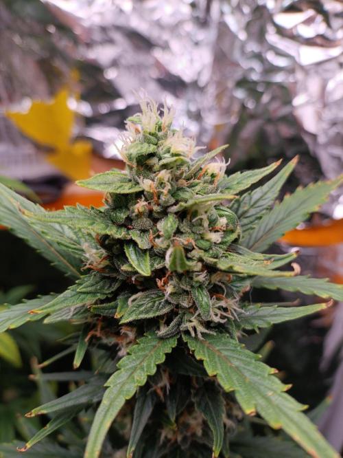 GROWBOX 3 (14.+15.+16.). Week 9