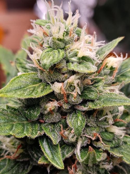 GROWBOX 3 (14.+15.+16.). Week 9