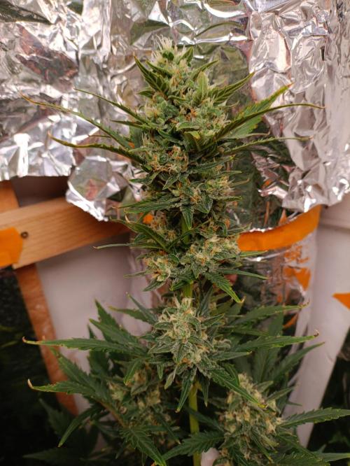 GROWBOX 3 (14.+15.+16.). Week 9