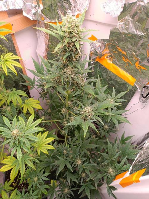 GROWBOX 3 (14.+15.+16.). Week 9