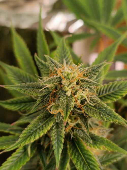 GROWBOX 3 (14.+15.+16.). Week 9