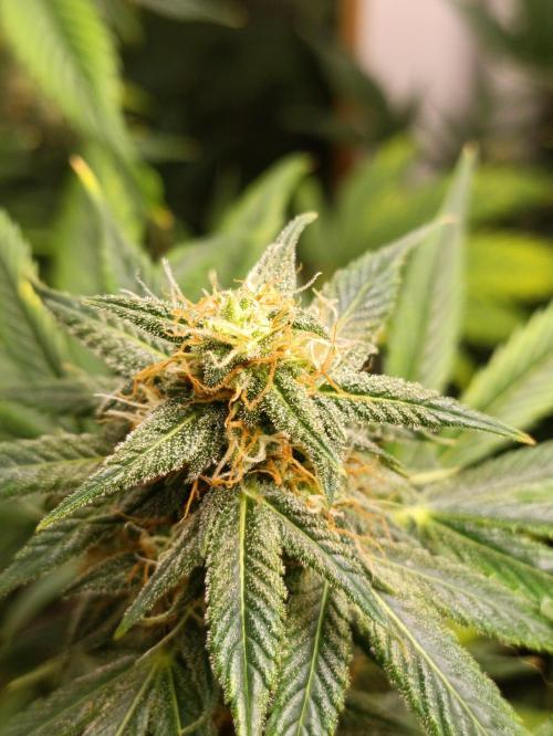 GROWBOX 3 (14.+15.+16.). Week 9