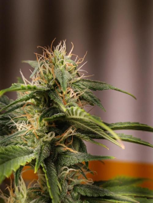 GROWBOX 3 (14.+15.+16.). Week 9