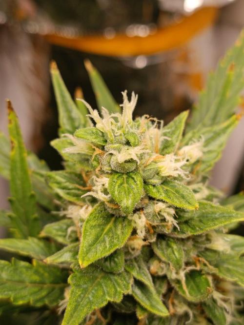 GROWBOX 3 (14.+15.+16.). Week 9