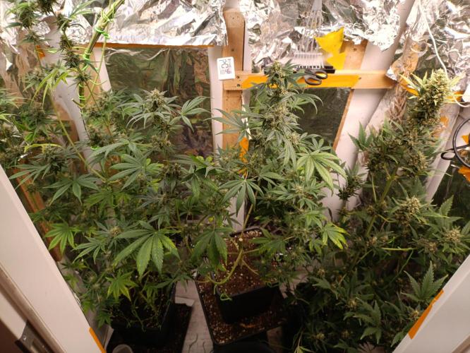 GROWBOX 3 (14.+15.+16.). Week 10