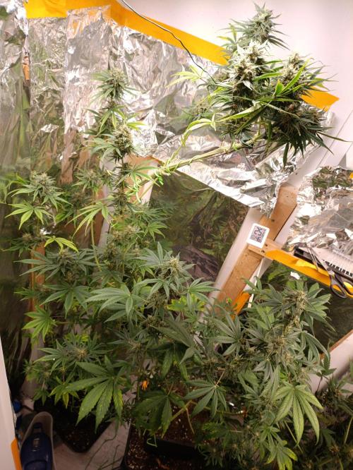 GROWBOX 3 (14.+15.+16.). Week 10