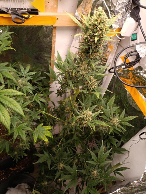 GROWBOX 3 (14.+15.+16.). Week 10