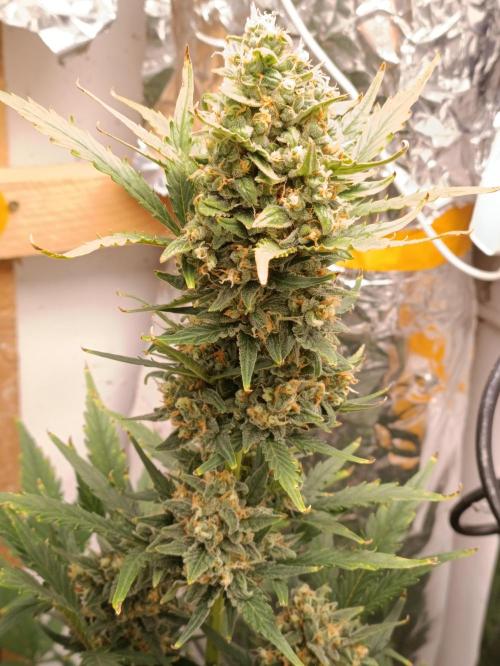 GROWBOX 3 (14.+15.+16.). Week 10