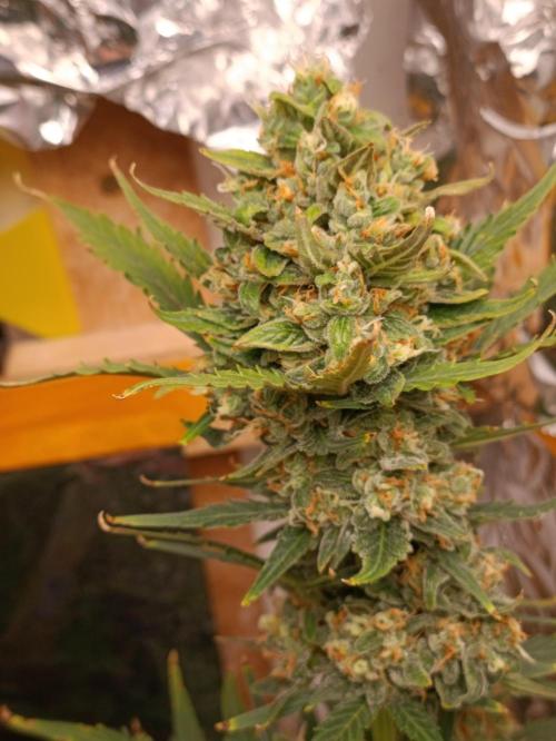 GROWBOX 3 (14.+15.+16.). Week 10