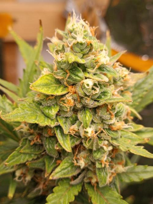 GROWBOX 3 (14.+15.+16.). Week 10