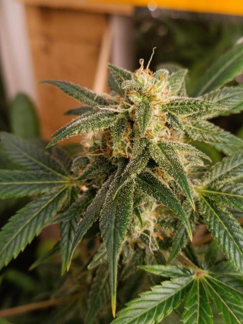 GROWBOX 3 (14.+15.+16.). Week 10