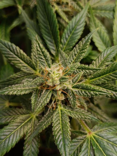 GROWBOX 3 (14.+15.+16.). Week 10